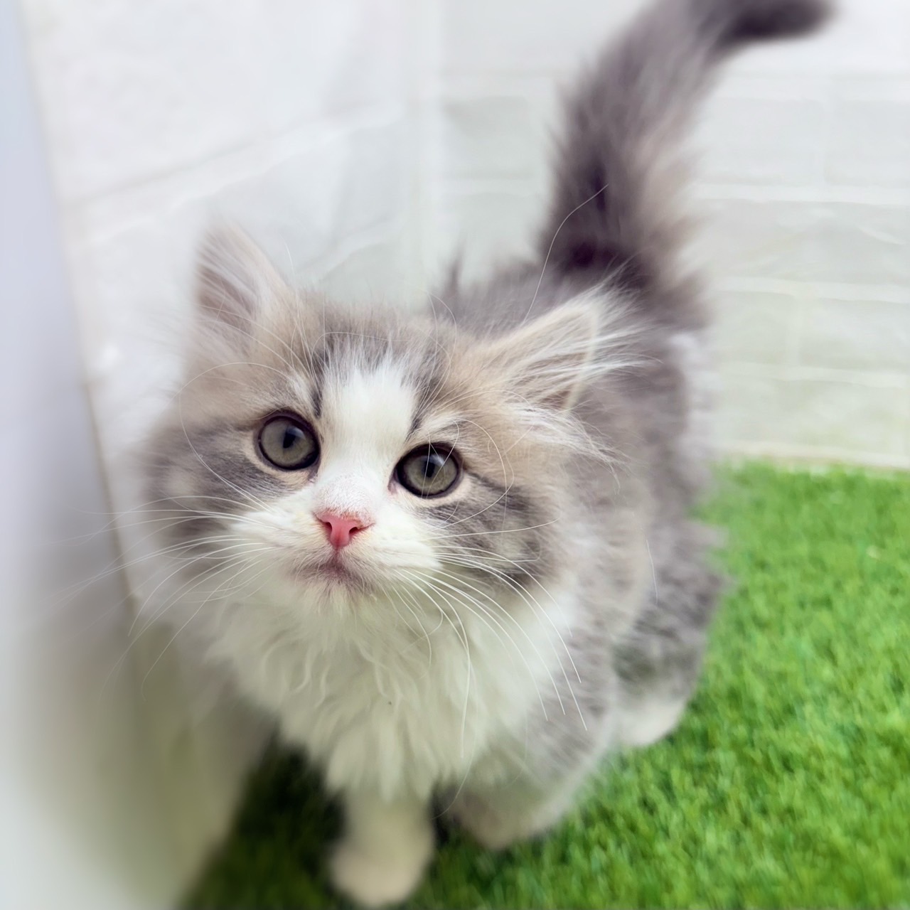愛知県のサイベリアン (ワンニャンハウス日進香久山店/2025年11月7日生まれ/女の子/ブルーパッチドタビーホワイト)の子猫の1枚目の画像