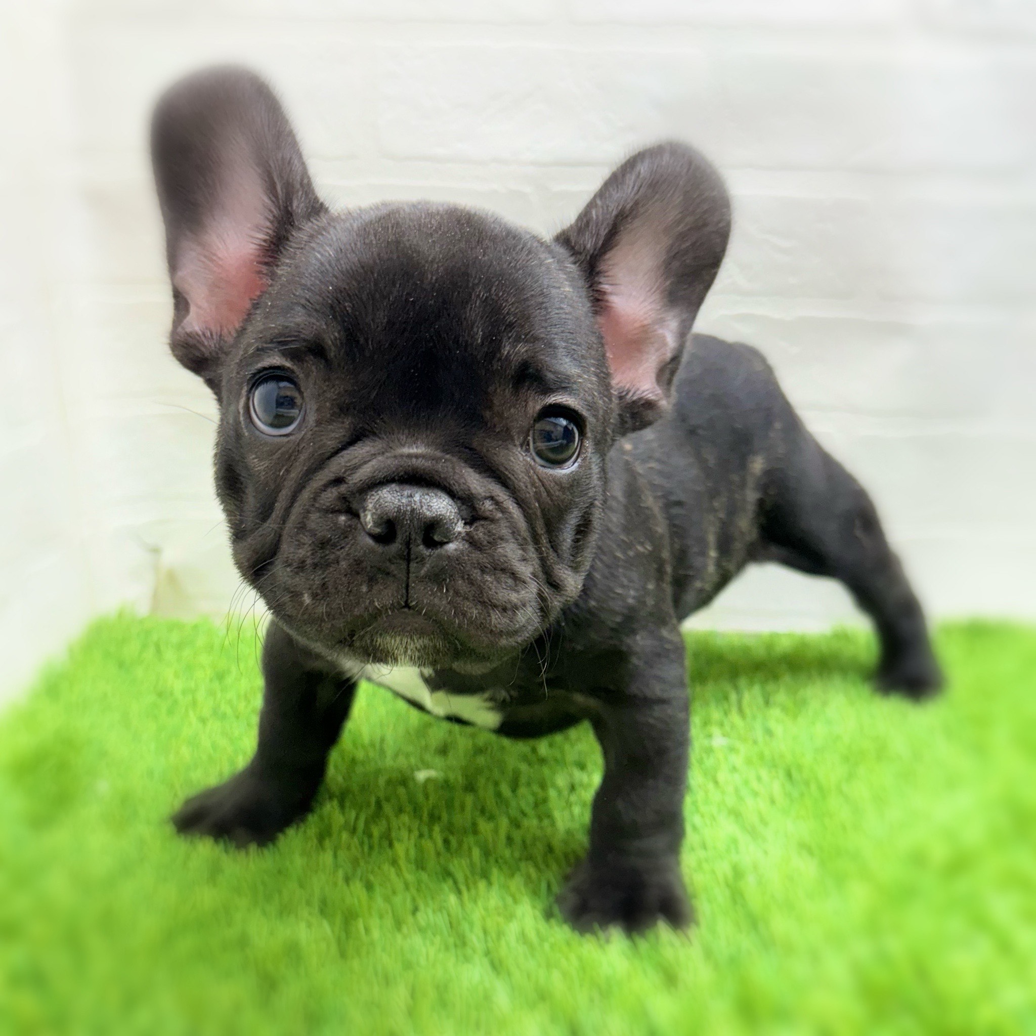 愛知県のフレンチブルドッグ (ワンニャンハウス日進香久山店/2025年10月15日生まれ/男の子/ブリンドル)の子犬の2枚目の画像