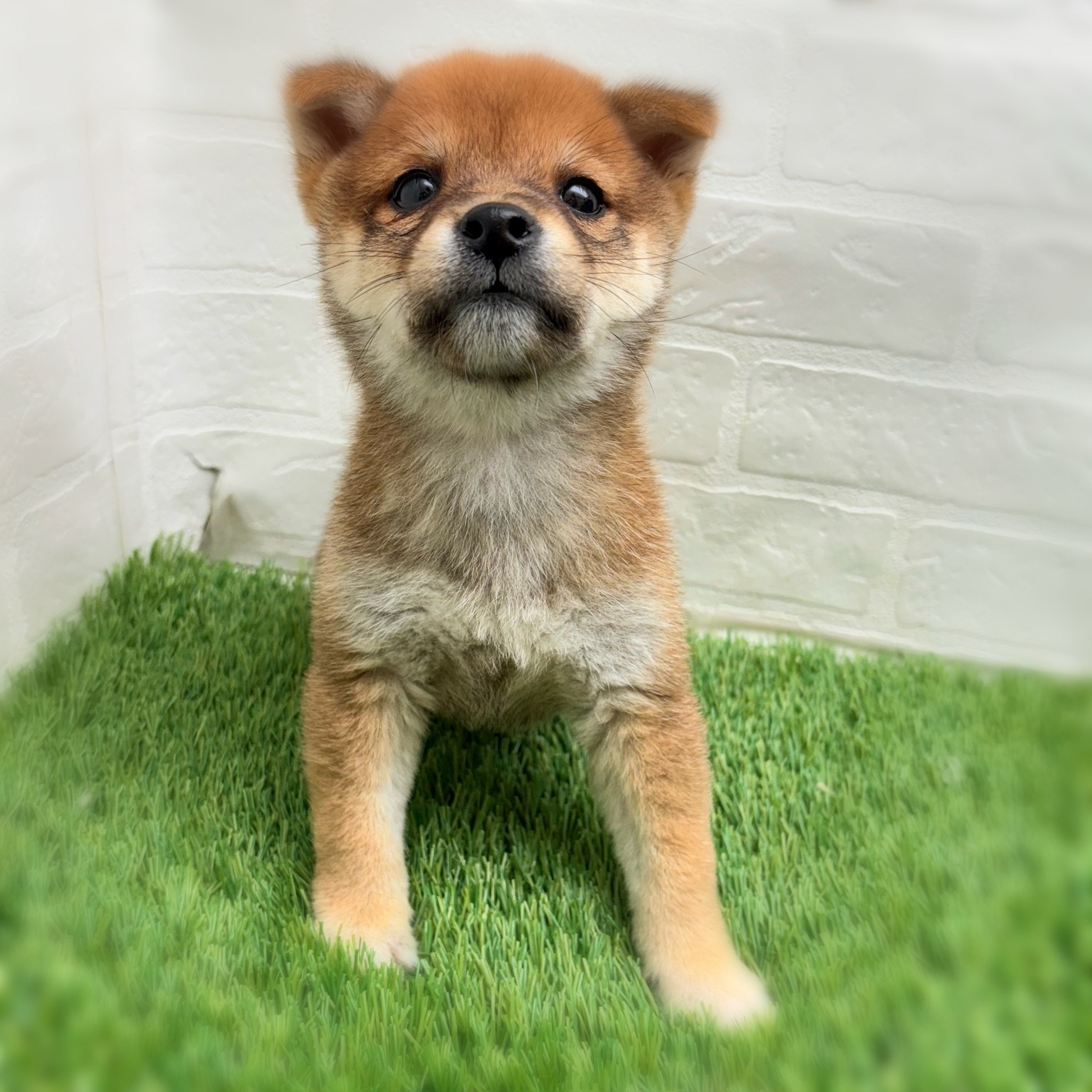 愛知県の豆柴 (ワンニャンハウス日進香久山店/2025年11月12日生まれ/男の子/赤)の子犬の3枚目の画像