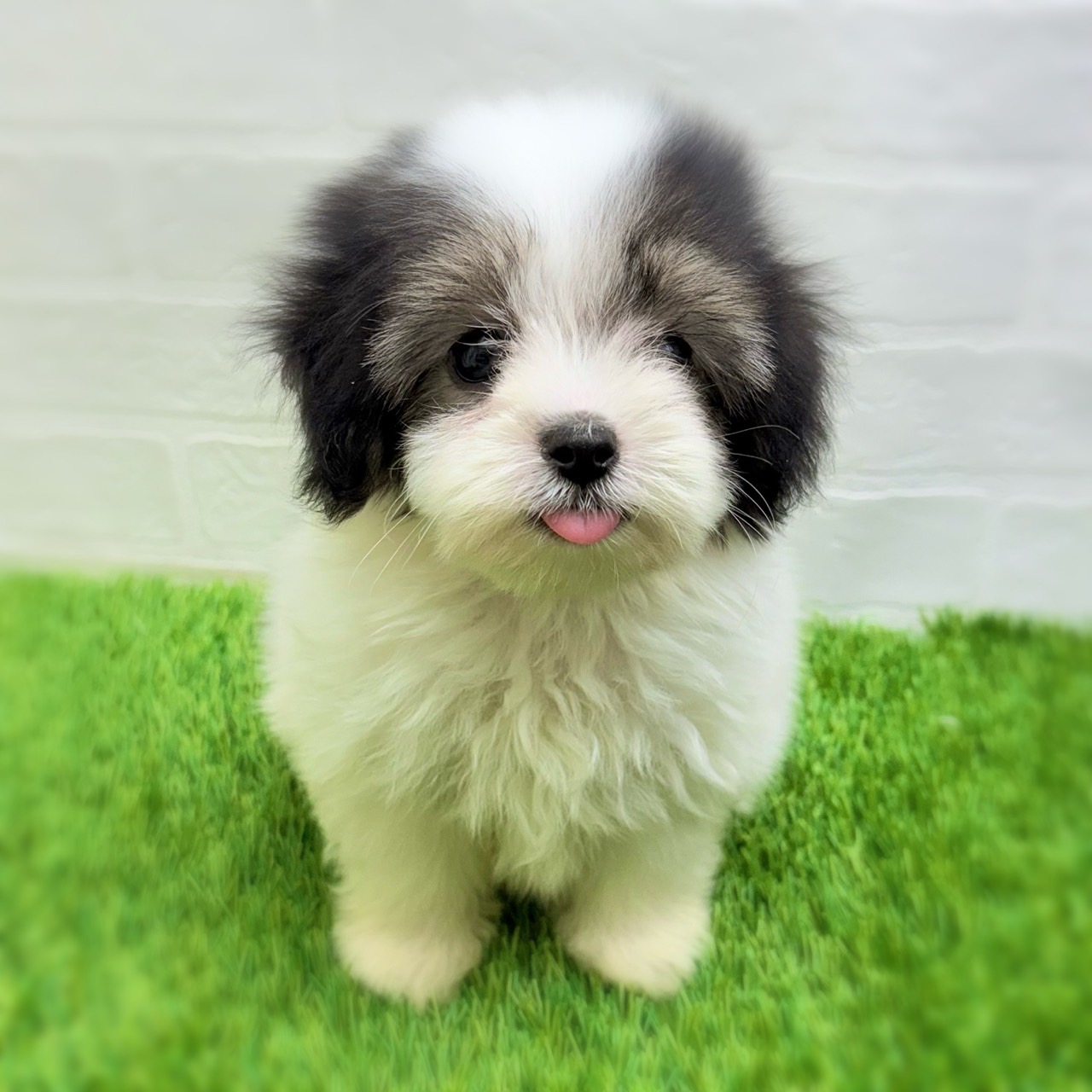 愛知県のハーフ犬・ミックス犬 (ワンニャンハウス日進香久山店/2025年8月10日生まれ/男の子/ブラックホワイト)の子犬の2枚目の画像