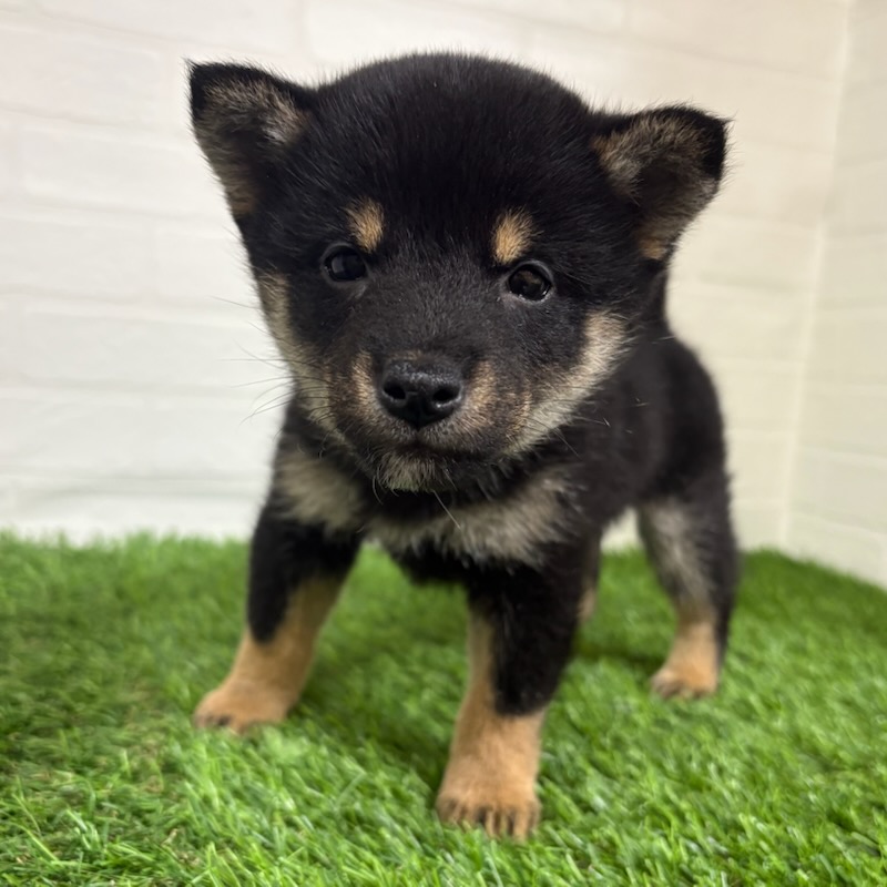 三重県の豆柴 (ワンニャンハウス四日市店/2025年10月11日生まれ/女の子/黒)の子犬の3枚目の画像