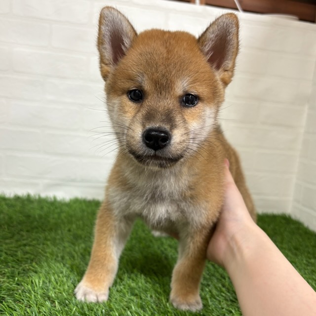 三重県の柴犬(標準サイズ) (ワンニャンハウス四日市店/2025年7月28日生まれ/男の子/赤)の子犬の2枚目の画像
