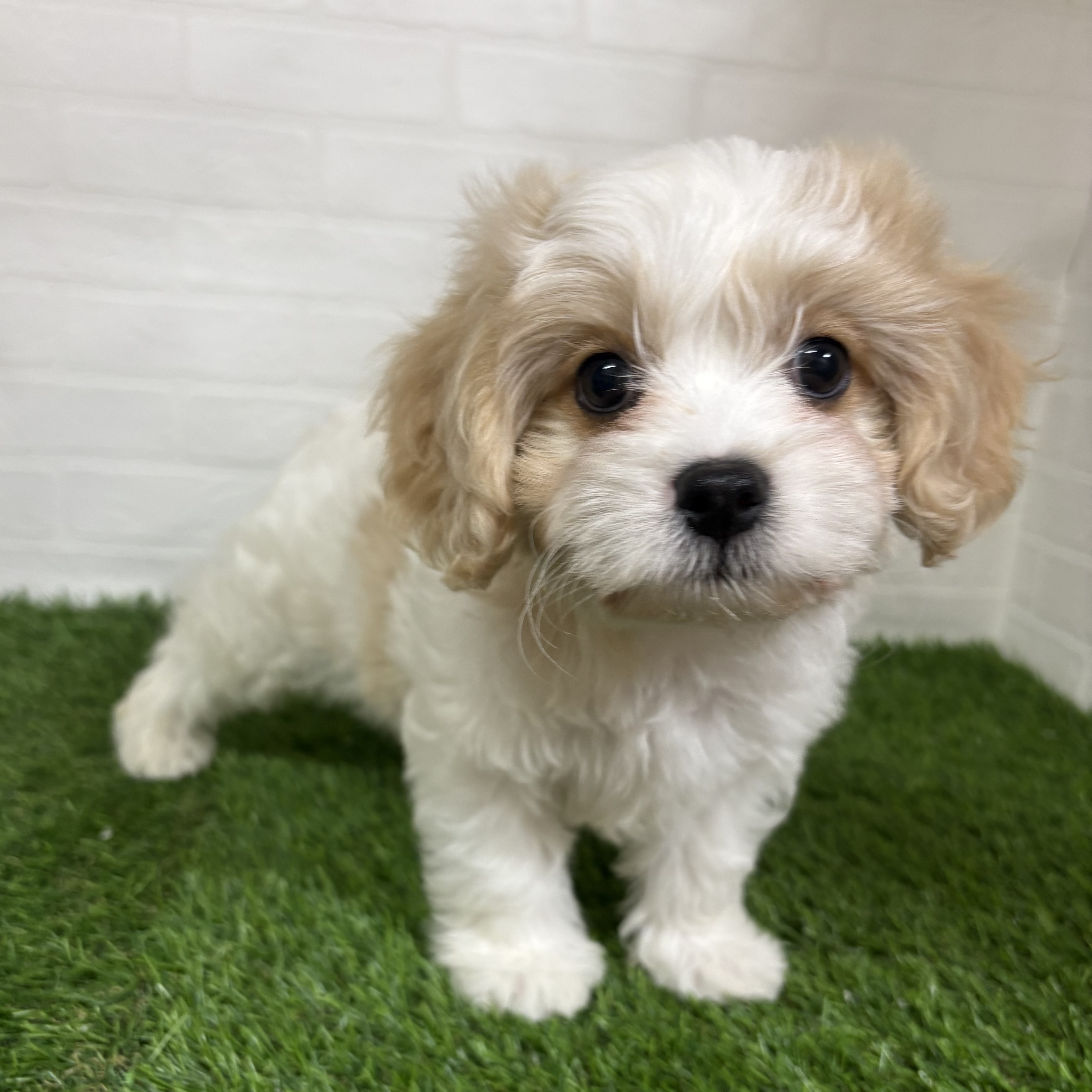 三重県のハーフ犬・ミックス犬 (ワンニャンハウス四日市店/2026年6月18日生まれ/男の子/ブレンハイム)の子犬の1枚目の画像