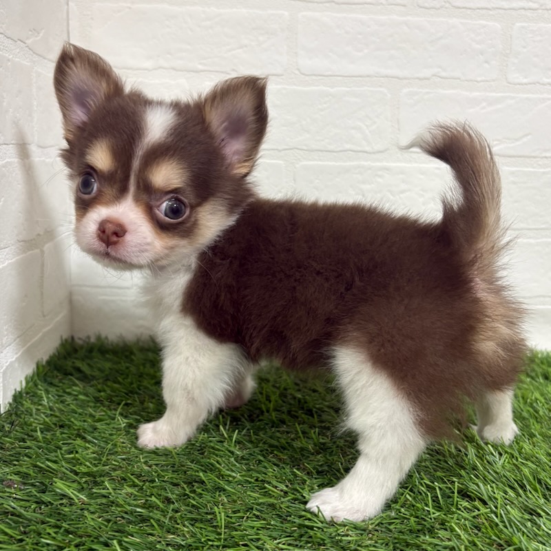 三重県のチワワ(ロング) (ワンニャンハウス四日市店/2025年10月25日生まれ/男の子/チョコレートタンホワイト)の子犬の2枚目の画像