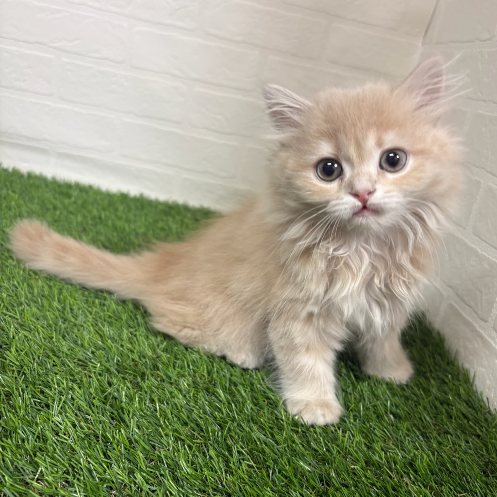 三重県のスコティッシュフォールド (ワンニャンハウス四日市店/2026年1月28日生まれ/女の子/クリームタビーホワイト)の子猫の1枚目の画像