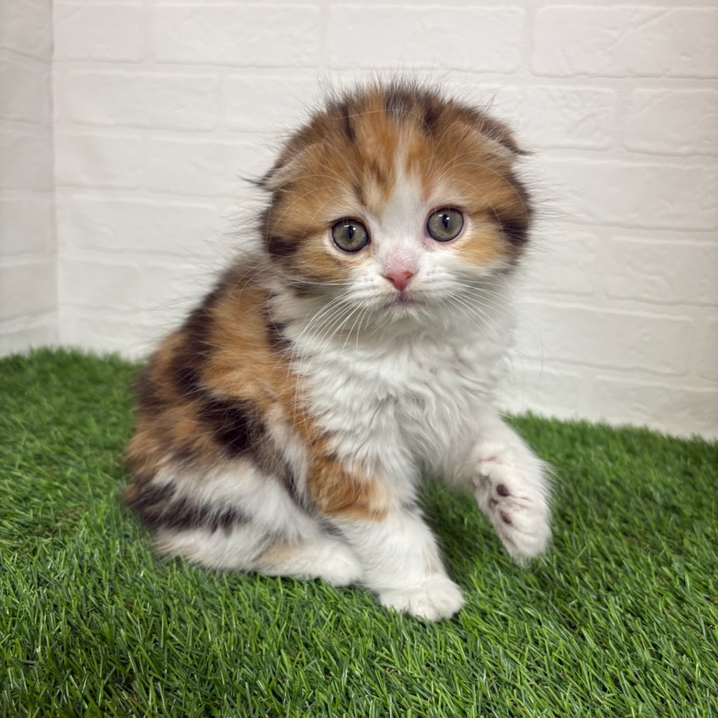 三重県のスコティッシュフォールド (ワンニャンハウス四日市店/2026年1月12日生まれ/女の子/キャリコ)の子猫の1枚目の画像