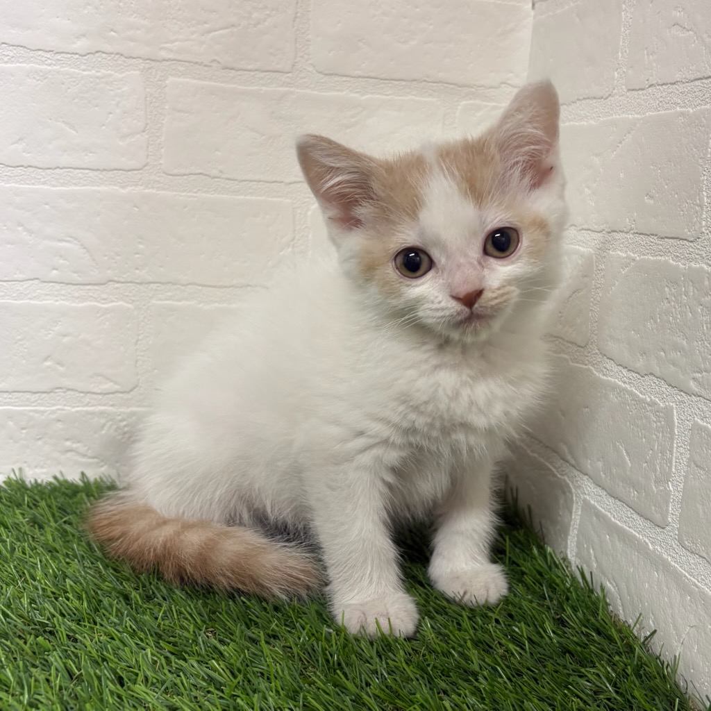 三重県のスコティッシュフォールド (ワンニャンハウス四日市店/2026年2月20日生まれ/男の子/クリームタビーホワイト)の子猫の2枚目の画像