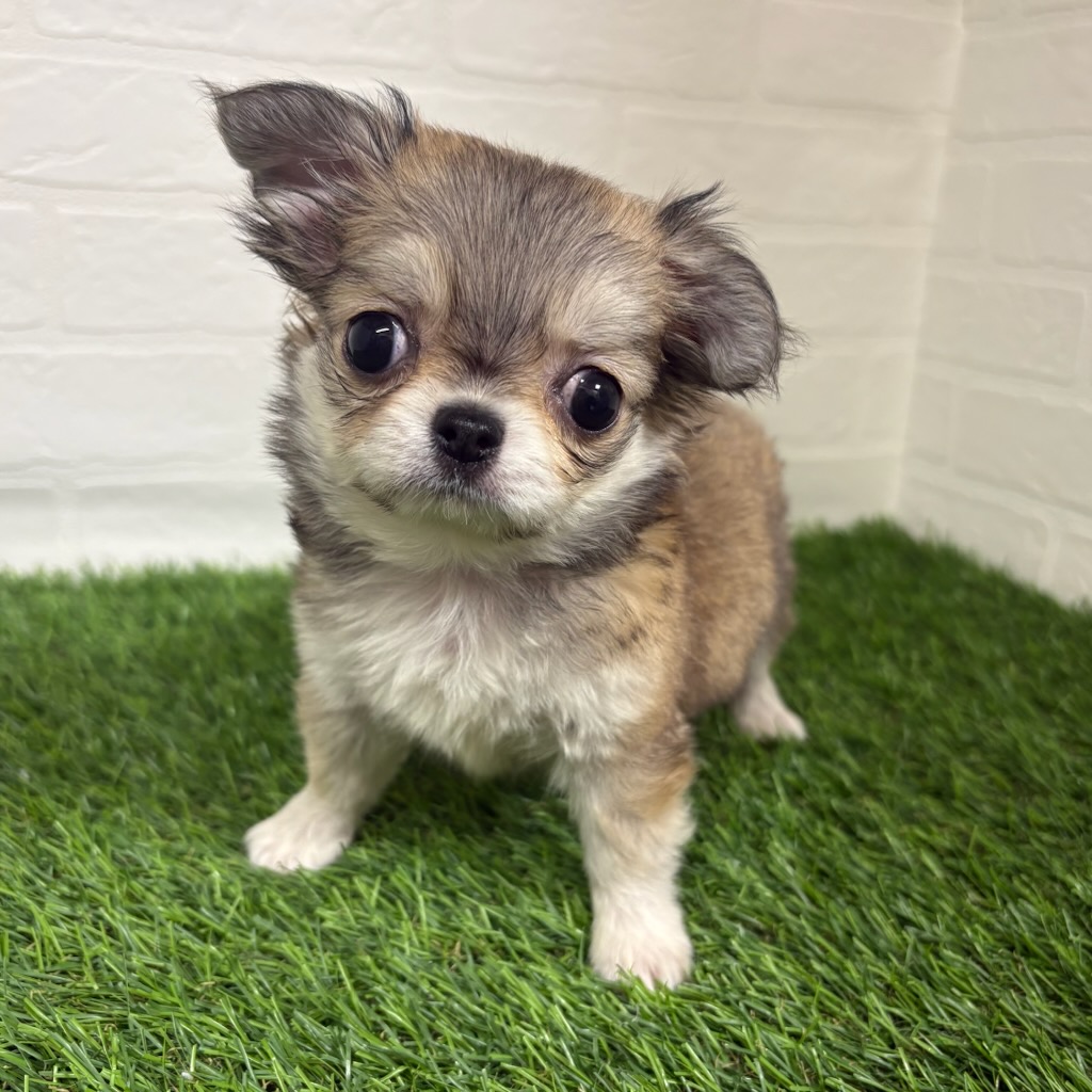 三重県のチワワ(ロング) (ワンニャンハウス四日市店/2025年11月27日生まれ/女の子/レッドホワイト)の子犬の1枚目の画像