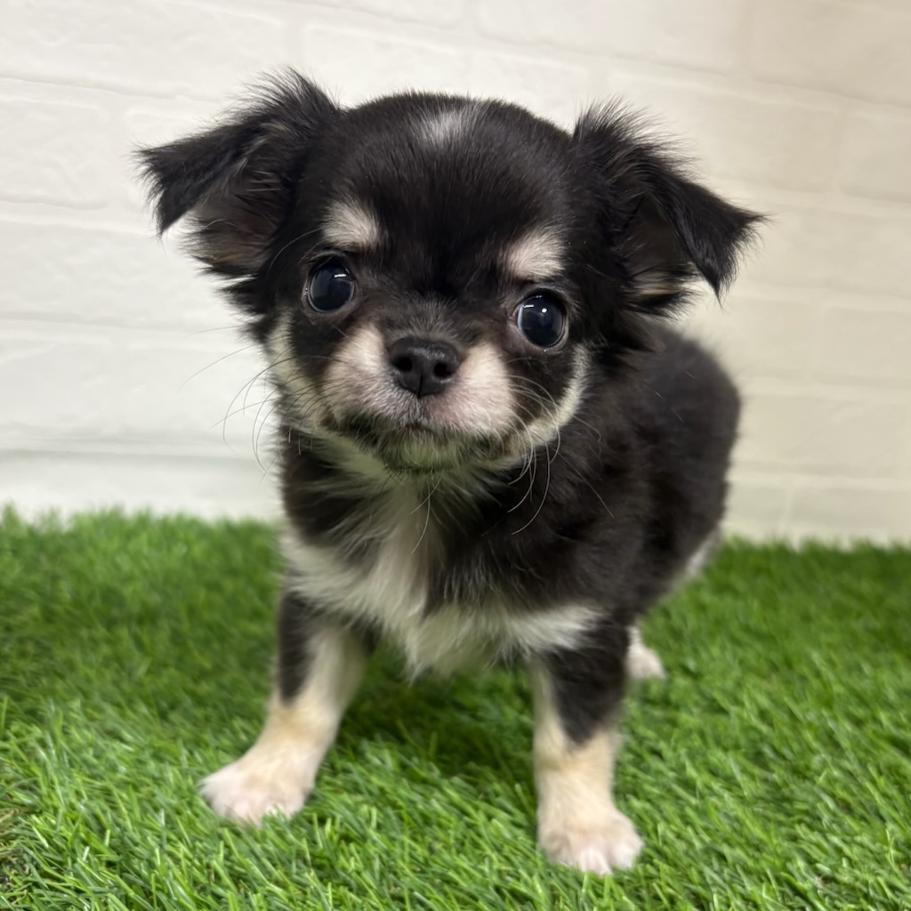 三重県のチワワ(ロング) (ワンニャンハウス四日市店/2025年10月20日生まれ/男の子/トライカラー)の子犬の1枚目の画像