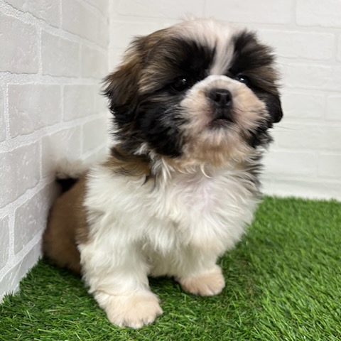 三重県のシーズー (ワンニャンハウス四日市店/2025年9月4日生まれ/女の子/ゴールドホワイト)の子犬の2枚目の画像