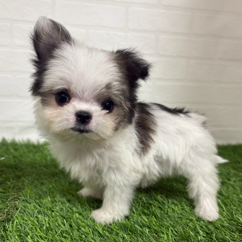 三重県のチワマル/マルチワ(チワワ×マルチーズ) (ワンニャンハウス四日市店/2025年9月16日生まれ/女の子/フォーンホワイト)の子犬の3枚目の画像