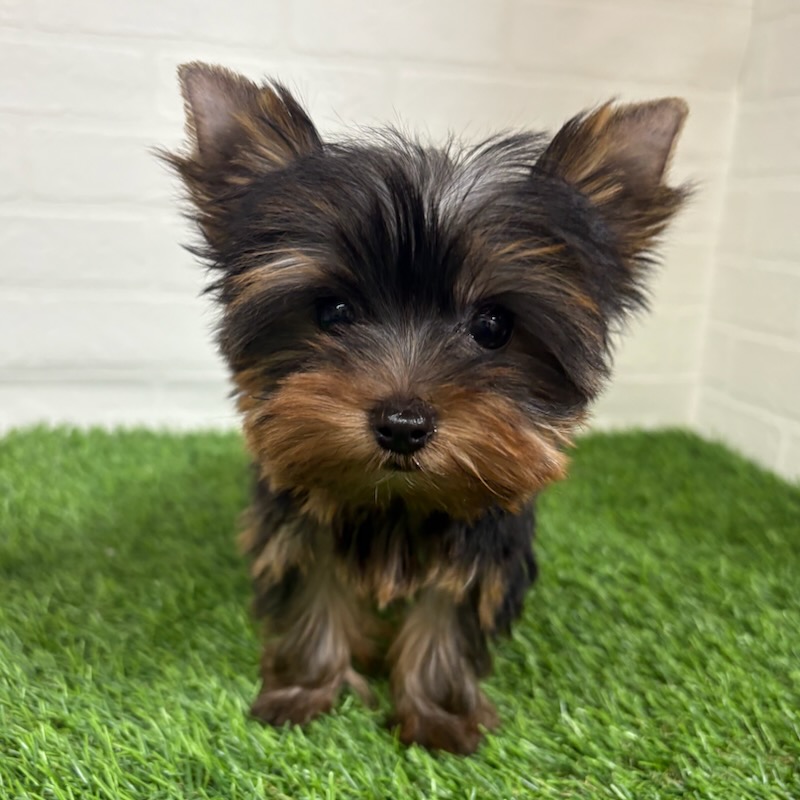 三重県のヨークシャーテリア (ワンニャンハウス四日市店/2025年9月8日生まれ/女の子/スチールブルータン)の子犬の2枚目の画像