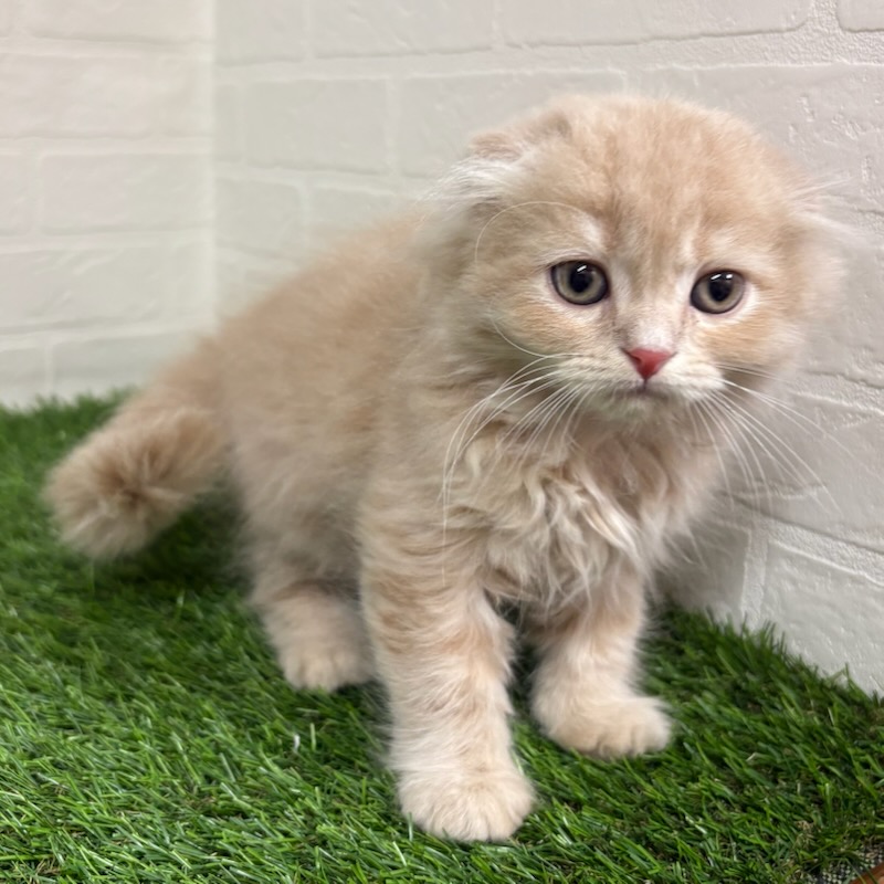 三重県のスコティッシュフォールド (ワンニャンハウス四日市店/2025年9月15日生まれ/男の子/クリームタビー)の子猫の2枚目の画像