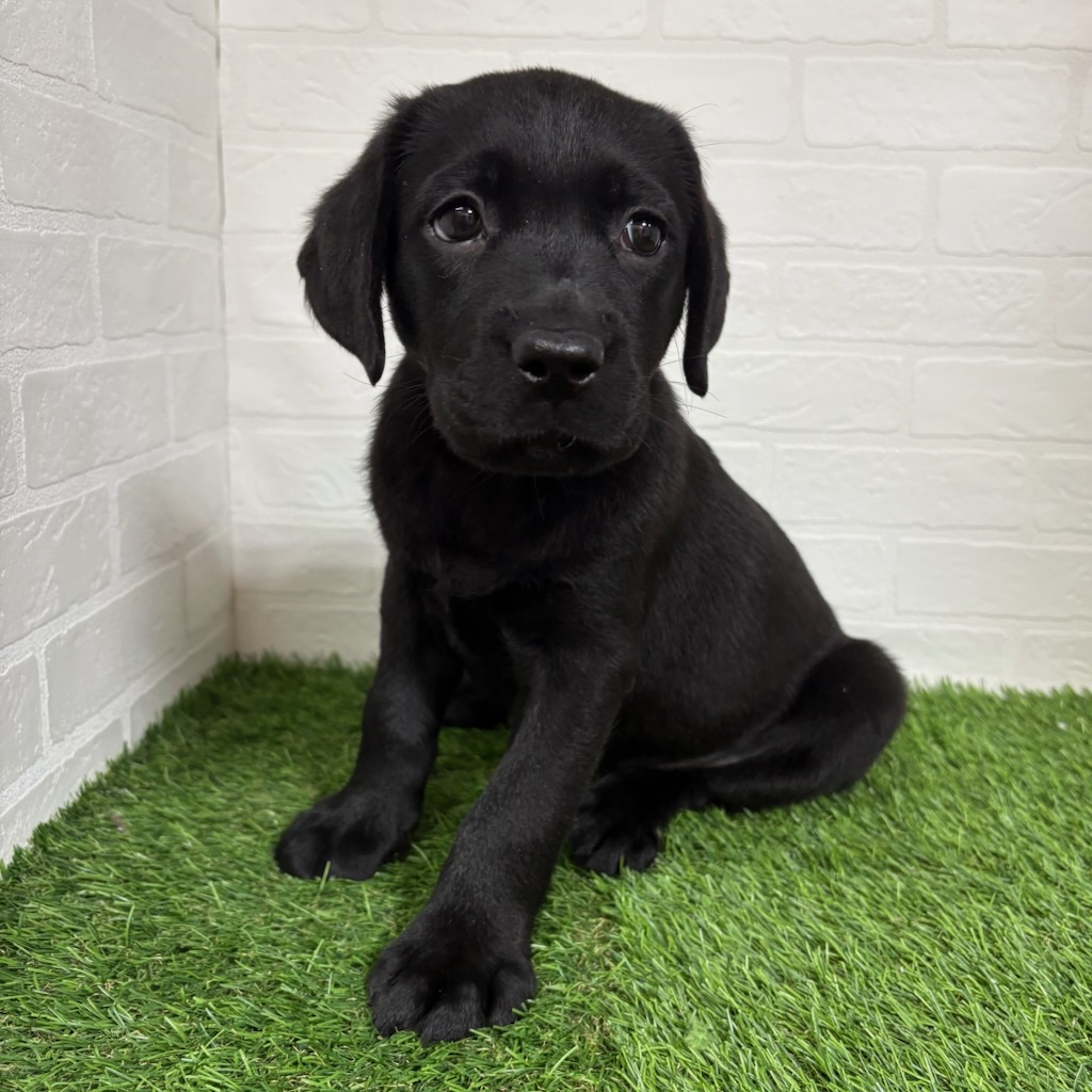 三重県のラブラドールレトリーバー (ワンニャンハウス四日市店/2025年9月29日生まれ/女の子/ブラック)の子犬の3枚目の画像