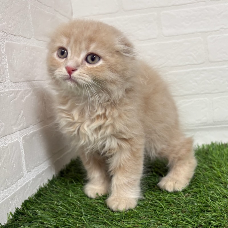 三重県のスコティッシュフォールド (ワンニャンハウス四日市店/2025年9月15日生まれ/男の子/クリームタビー)の子猫の3枚目の画像