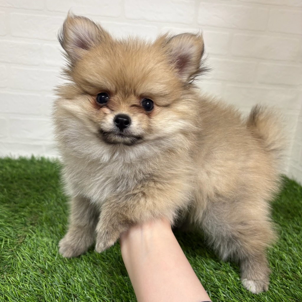 三重県のポメチワ/チワポメ/ポメチー(ポメラニアン×チワワ) (ワンニャンハウス四日市店/2025年10月15日生まれ/男の子/フォーン)の子犬の3枚目の画像