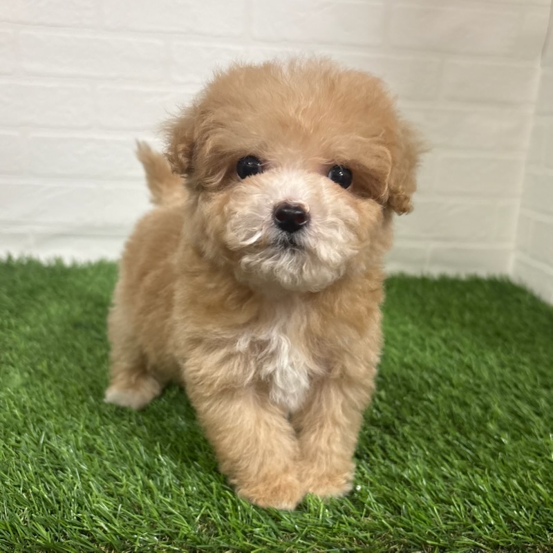 三重県のビションプー(ビションフリーゼ×プードル) (ワンニャンハウス四日市店/2025年11月15日生まれ/男の子/クリーム)の子犬の2枚目の画像