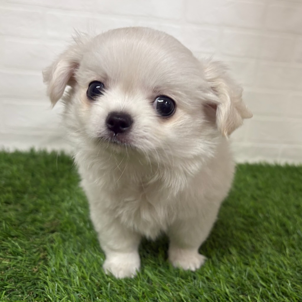三重県のチワワ(ロング) (ワンニャンハウス四日市店/2026年3月9日生まれ/男の子/クリーム)の子犬の1枚目の画像