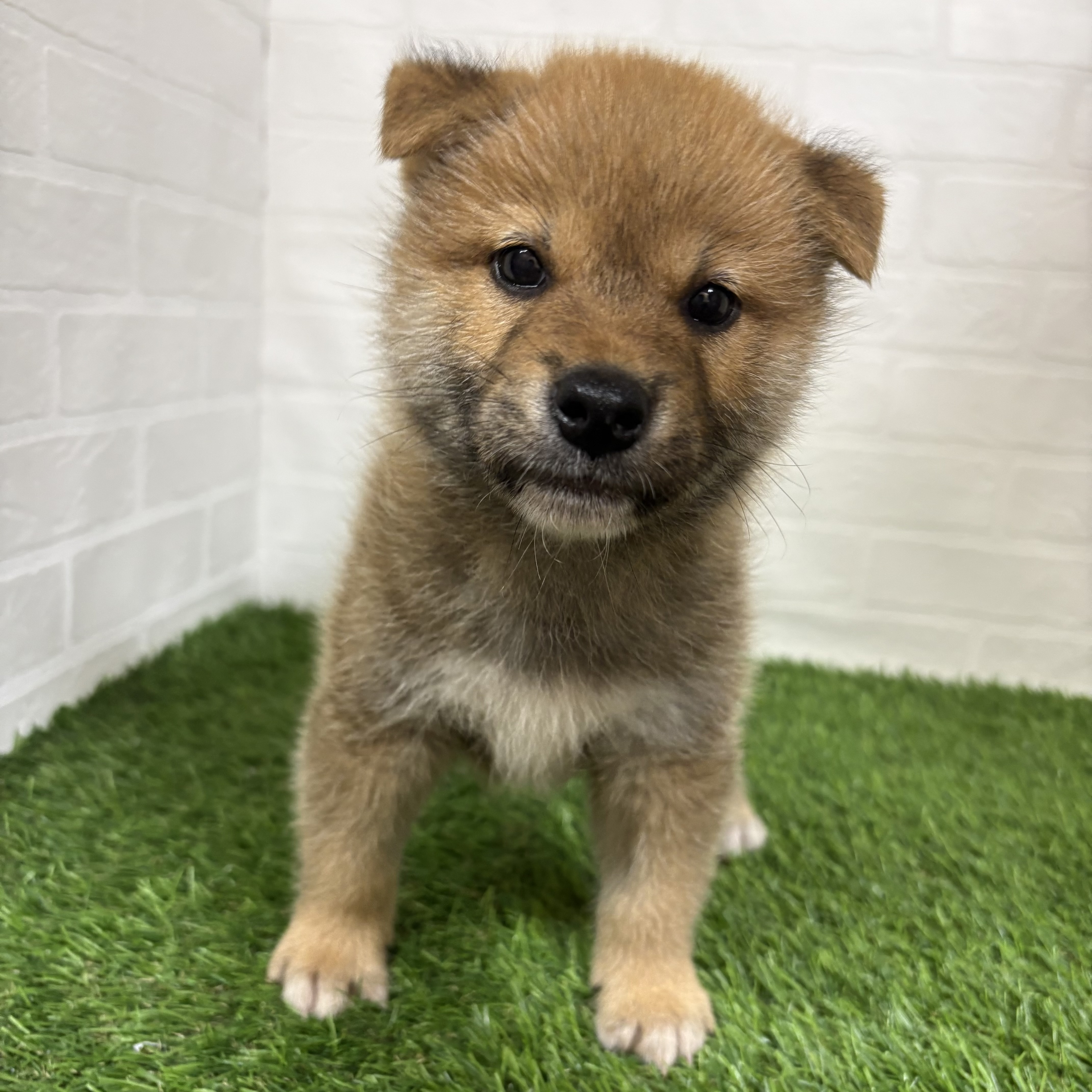 2026年5月13日生まれの柴犬(標準サイズ)