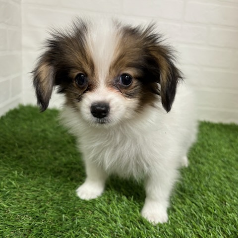 三重県のパピヨン (ワンニャンハウス四日市店/2025年8月29日生まれ/女の子/ホワイトブラウン)の子犬の2枚目の画像