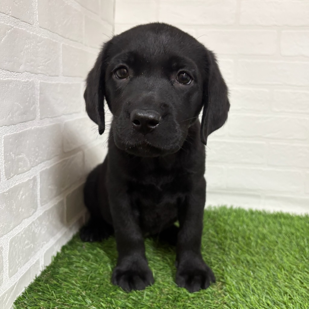 三重県のラブラドールレトリーバー (ワンニャンハウス四日市店/2025年9月29日生まれ/女の子/ブラック)の子犬の1枚目の画像