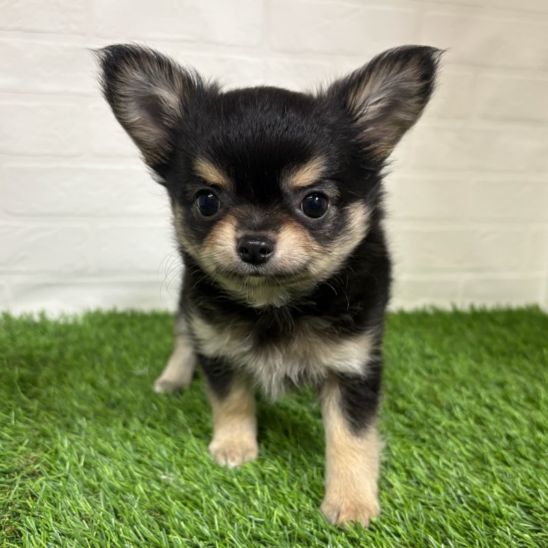 三重県のチワワ(ロング) (ワンニャンハウス四日市店/2026年4月5日生まれ/男の子/ブラックタン)の子犬の3枚目の画像