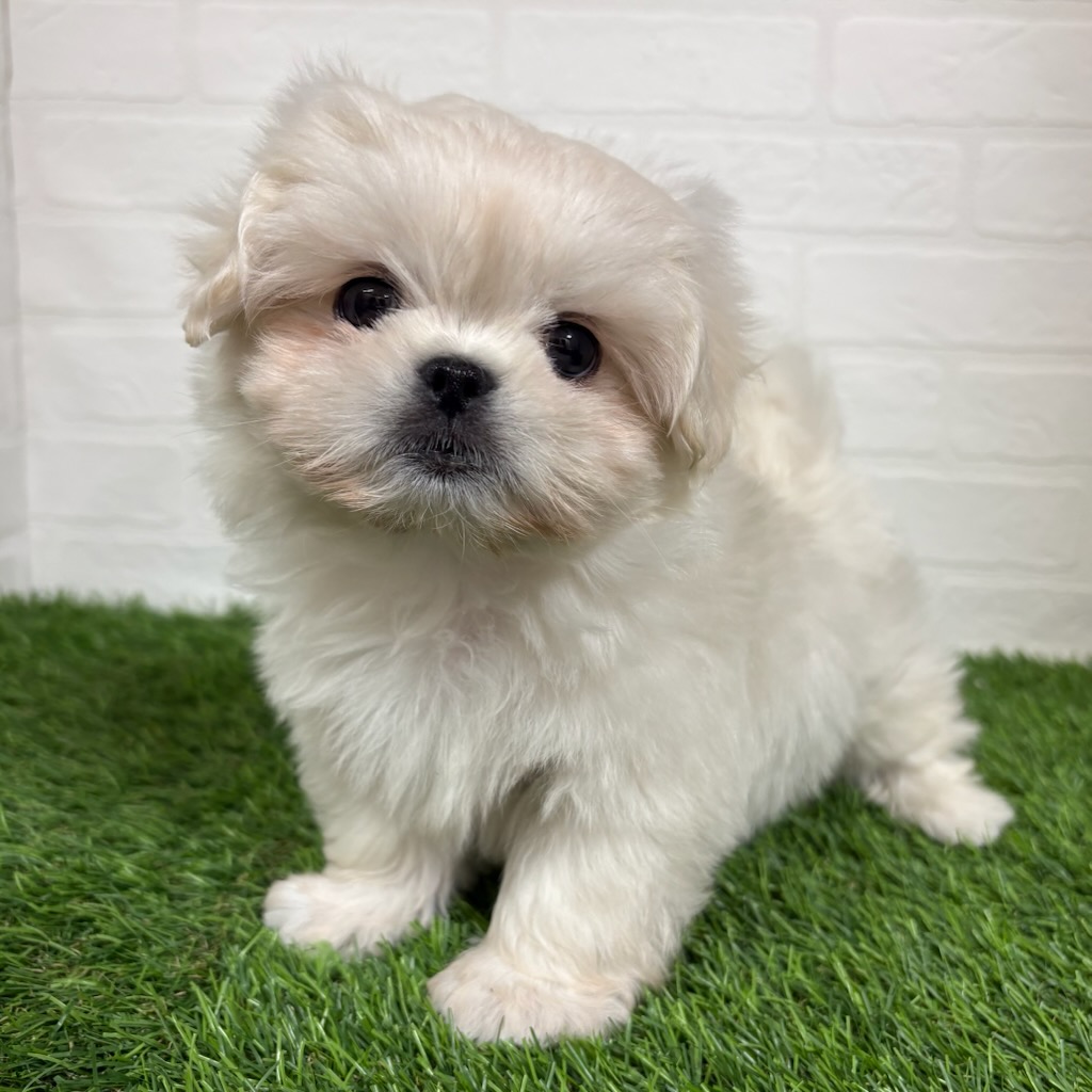 三重県のペキマル/マルペキ(ペキニーズ×マルチーズ) (ワンニャンハウス四日市店/2025年11月3日生まれ/男の子/クリーム)の子犬