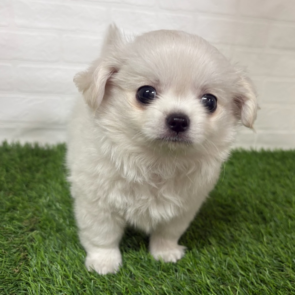 三重県のチワワ(ロング) (ワンニャンハウス四日市店/2026年3月9日生まれ/男の子/クリーム)の子犬の2枚目の画像