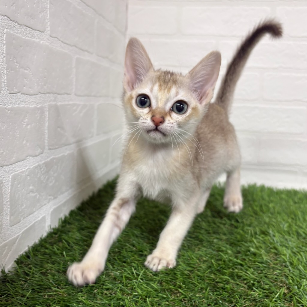 三重県のシンガプーラ (ワンニャンハウス四日市店/2025年10月25日生まれ/男の子/セピアアグーティ)の子猫