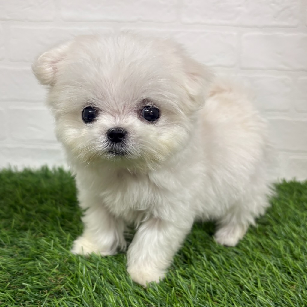 三重県のハーフ犬・ミックス犬 (ワンニャンハウス四日市店/2026年3月17日生まれ/女の子/クリーム)の子犬の1枚目の画像