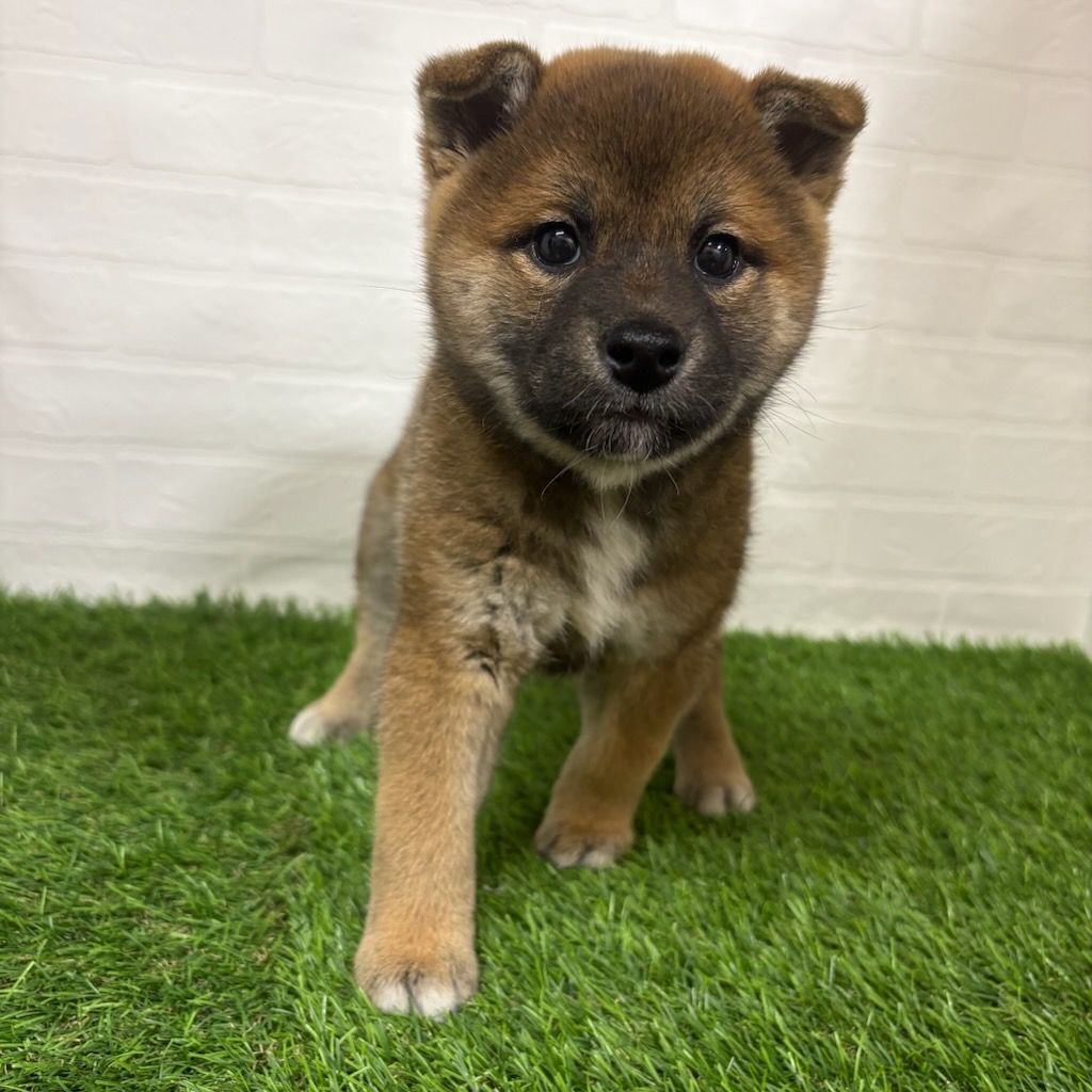 三重県の柴犬(標準サイズ) (ワンニャンハウス四日市店/2026年3月9日生まれ/女の子/赤)の子犬の2枚目の画像