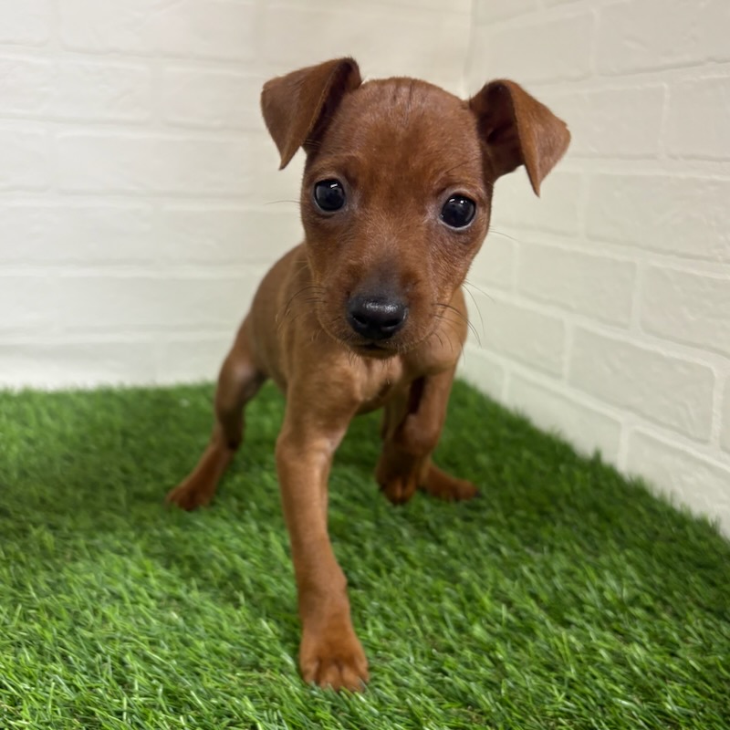 三重県のミニチュアピンシャー (ワンニャンハウス四日市店/2025年9月22日生まれ/女の子/レッド)の子犬の3枚目の画像