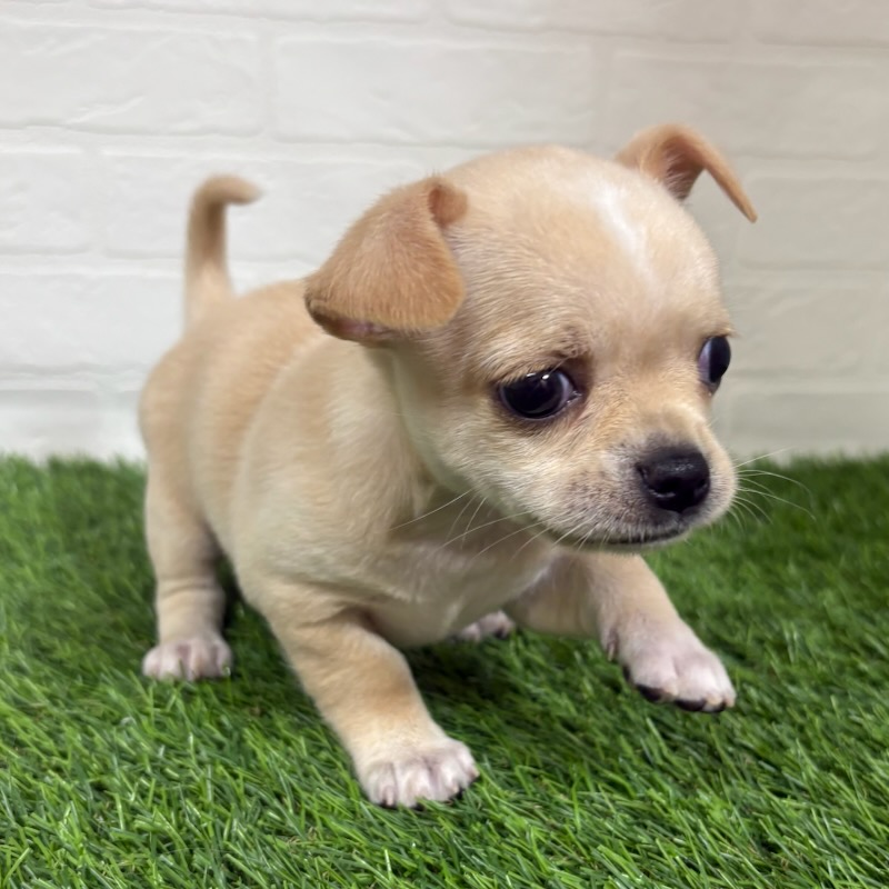 三重県のチワワ(ロング) (ワンニャンハウス四日市店/2025年8月25日生まれ/女の子/クリームホワイト)の子犬の2枚目の画像