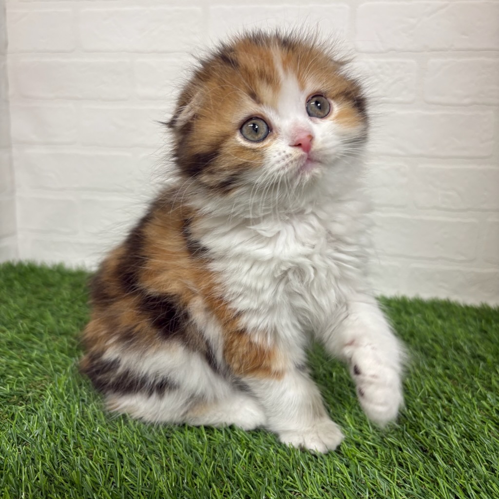 三重県のスコティッシュフォールド (ワンニャンハウス四日市店/2026年1月12日生まれ/女の子/キャリコ)の子猫の3枚目の画像