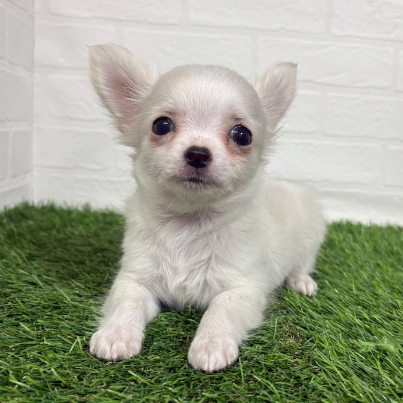 三重県のチワワ(ロング) (ワンニャンハウス四日市店/2025年9月29日生まれ/男の子/ホワイト)の子犬の3枚目の画像