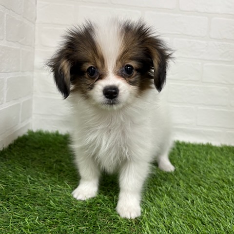 三重県のパピヨン (ワンニャンハウス四日市店/2025年8月29日生まれ/女の子/ホワイトブラウン)の子犬の3枚目の画像