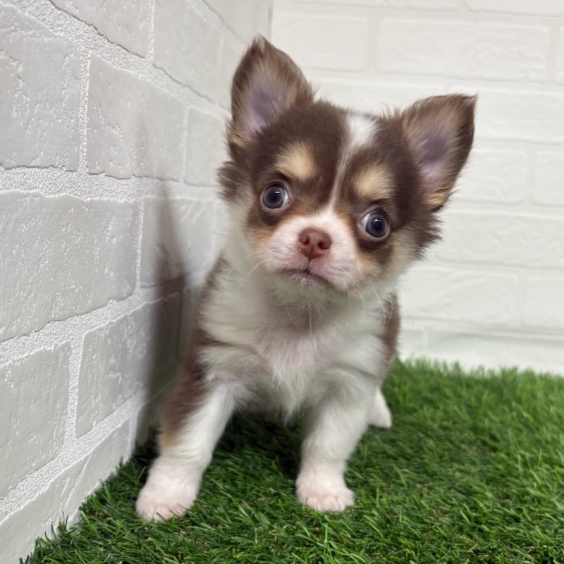 三重県のチワワ(ロング) (ワンニャンハウス四日市店/2025年10月25日生まれ/男の子/チョコレートタンホワイト)の子犬の3枚目の画像