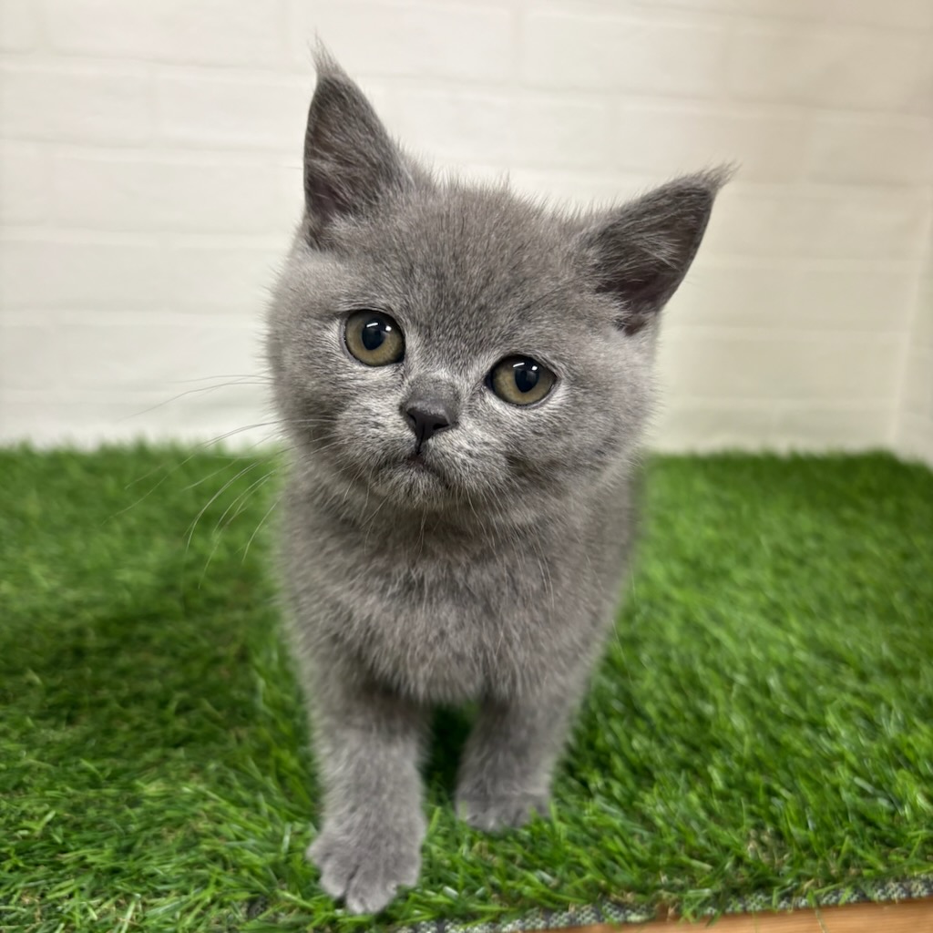2026年1月7日生まれのブリティッシュショートヘアー
