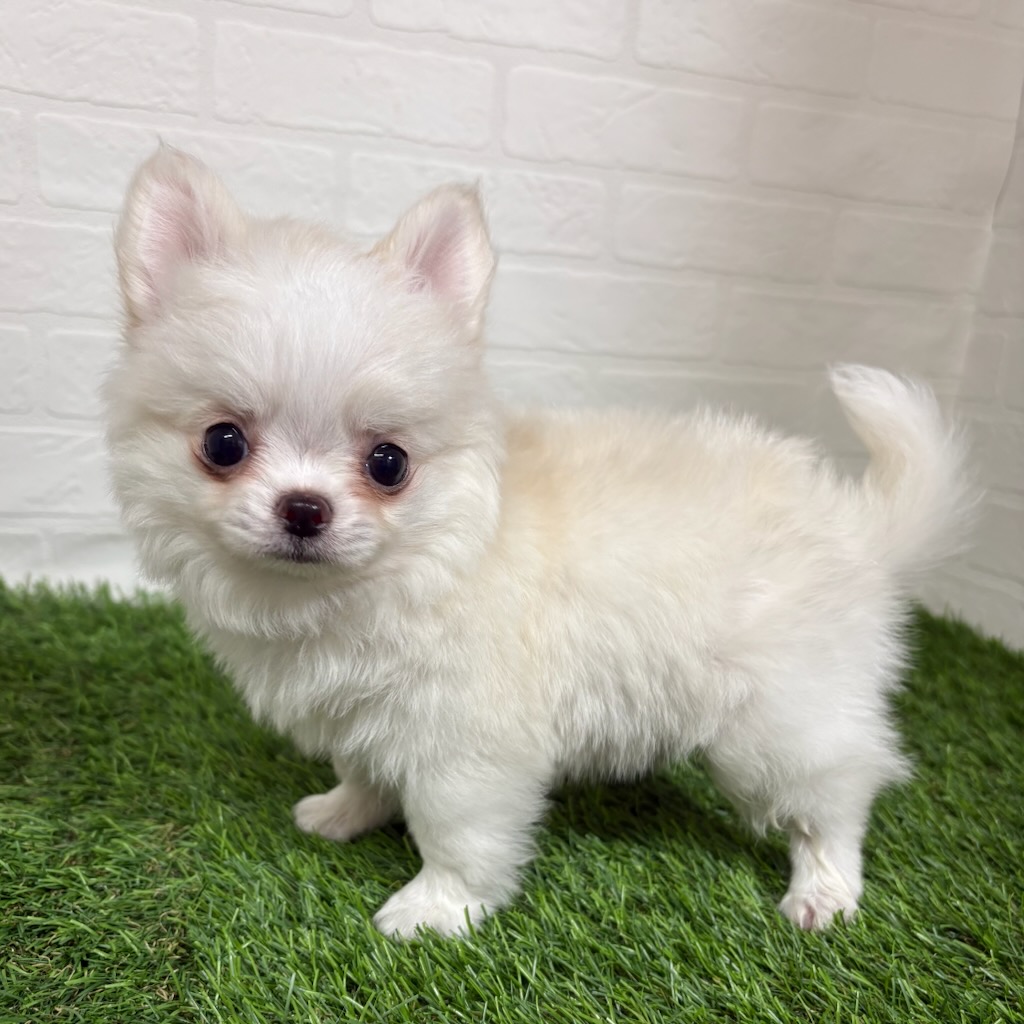 三重県のチワワ(ロング) (ワンニャンハウス四日市店/2026年1月11日生まれ/女の子/クリームホワイト)の子犬の3枚目の画像