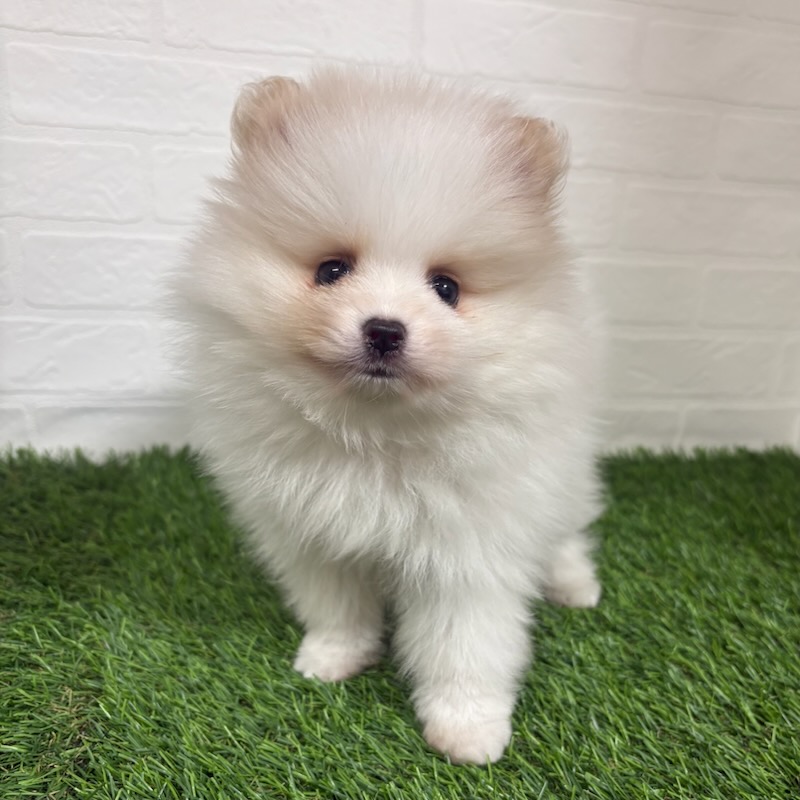 三重県のポメラニアン (ワンニャンハウス四日市店/2025年10月11日生まれ/男の子/パーティーカラー)の子犬の1枚目の画像