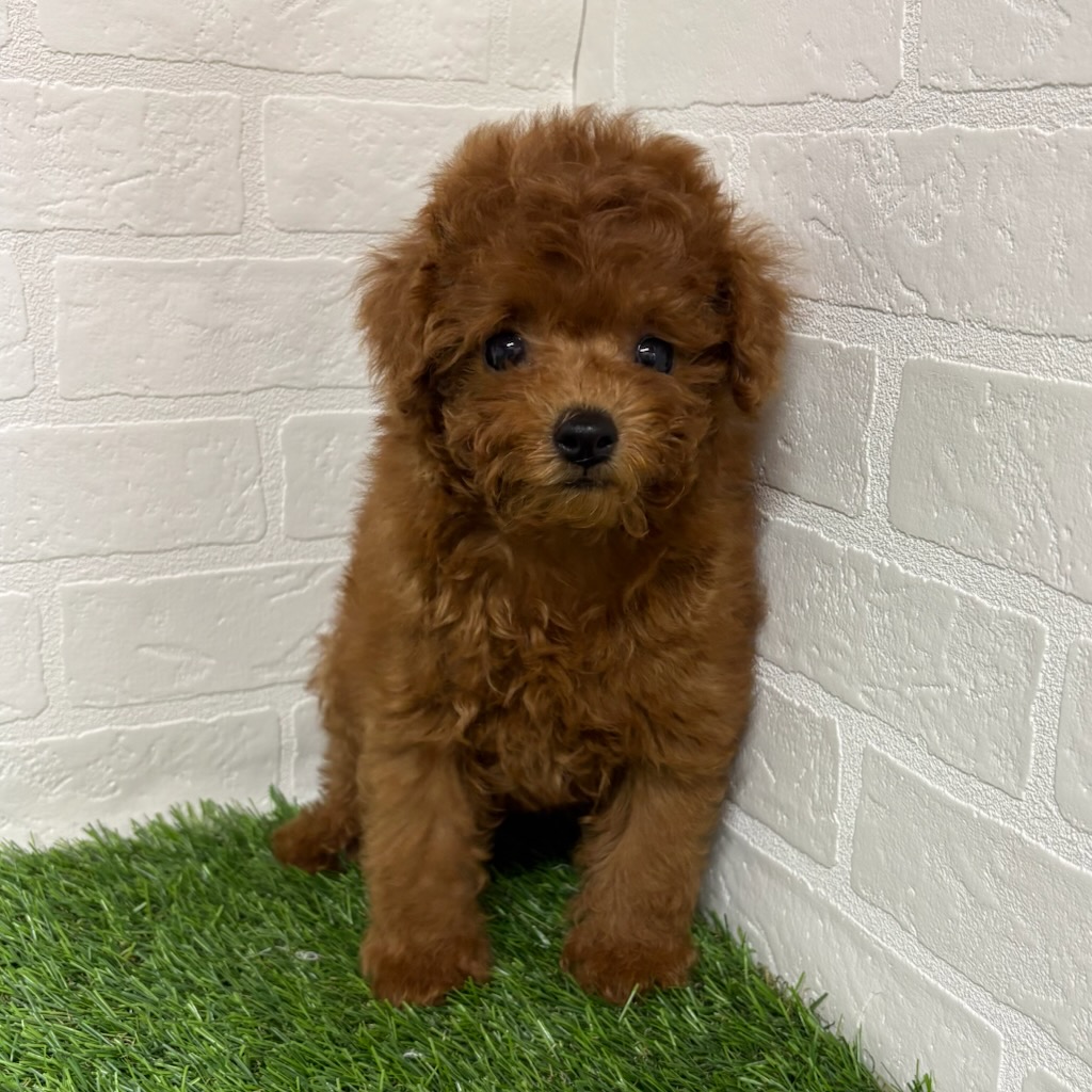 三重県のトイプードル(トイ) (ワンニャンハウス四日市店/2025年12月22日生まれ/男の子/レッド)の子犬の2枚目の画像