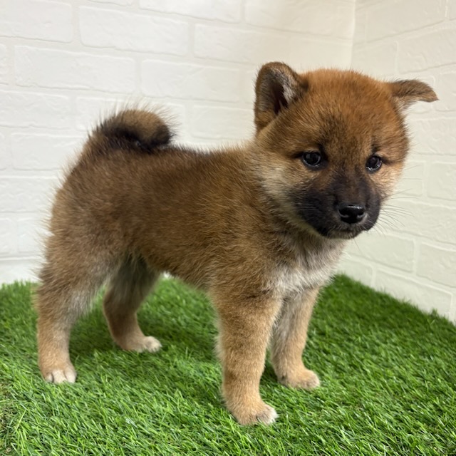 三重県の柴犬(標準サイズ) (ワンニャンハウス四日市店/2025年9月14日生まれ/女の子/赤)の子犬の3枚目の画像