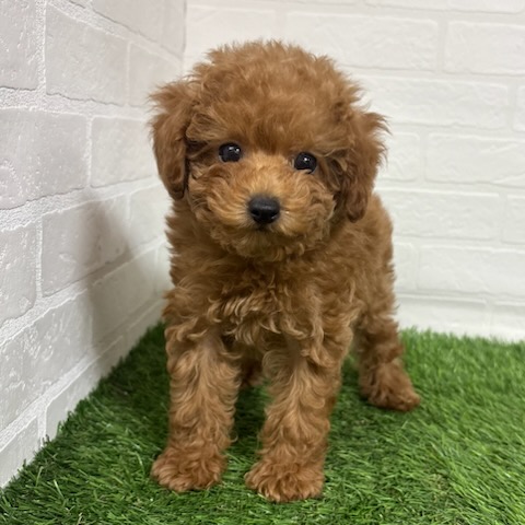 三重県のトイプードル(トイ) (ワンニャンハウス四日市店/2025年9月28日生まれ/男の子/レッド)の子犬の1枚目の画像