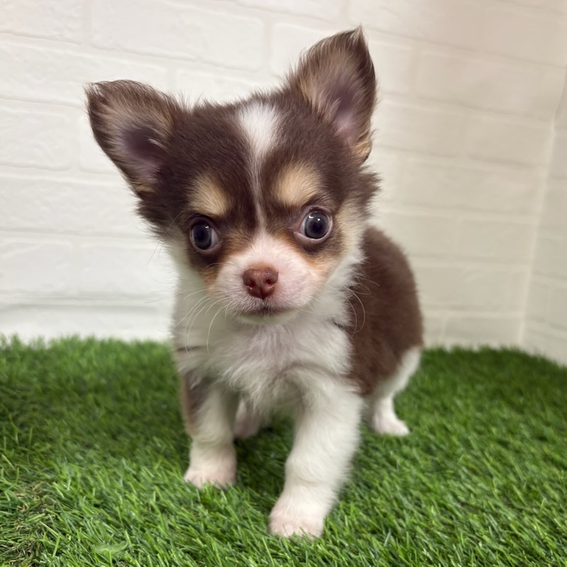 三重県のチワワ(ロング) (ワンニャンハウス四日市店/2025年10月25日生まれ/男の子/チョコレートタンホワイト)の子犬の1枚目の画像