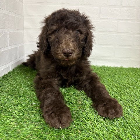 三重県のスタンダードプードル (ワンニャンハウス四日市店/2025年9月8日生まれ/女の子/ブラウン)の子犬の3枚目の画像