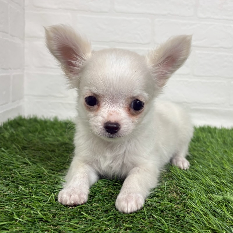 三重県のチワワ(ロング) (ワンニャンハウス四日市店/2025年9月29日生まれ/男の子/ホワイト)の子犬の2枚目の画像
