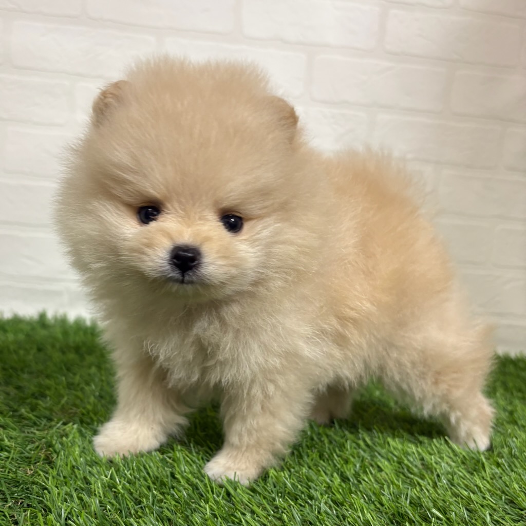 三重県のポメラニアン (ワンニャンハウス四日市店/2026年2月25日生まれ/女の子/クリーム)の子犬の3枚目の画像