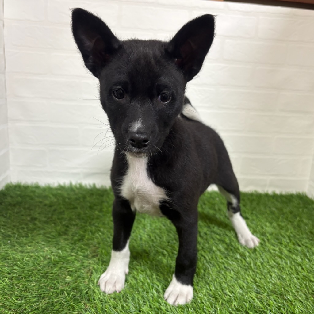 三重県のバセンジー (ワンニャンハウス四日市店/2025年11月23日生まれ/女の子/ブラックホワイト)の子犬の2枚目の画像