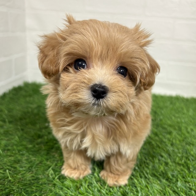 三重県のマルプー(マルチーズ×プードル) (ワンニャンハウス四日市店/2025年9月10日生まれ/女の子/クリームホワイト)の子犬の1枚目の画像