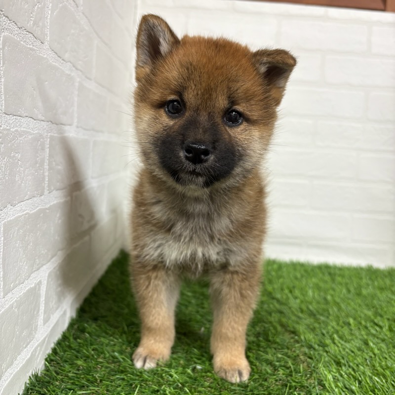 三重県の柴犬(標準サイズ) (ワンニャンハウス四日市店/2025年9月14日生まれ/女の子/赤)の子犬の1枚目の画像
